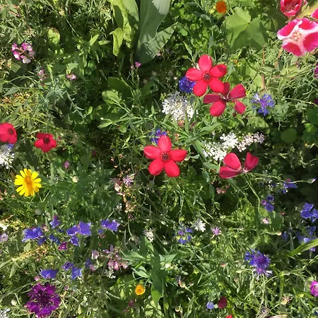 Willkommen Im Rustico - Deinem Rueckzugsort Zwischen Bergen Und Bodensee Schwarzach