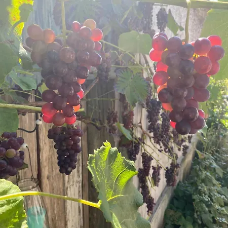 Appartement Willkommen Im Rustico - Deinem Rueckzugsort Zwischen Bergen Und Bodensee Schwarzach